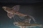 African Butterfly Fish-Aquarium Bred!!!