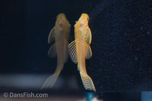 Albino Bushynose Pleco