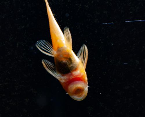 Albino Bushynose Pleco