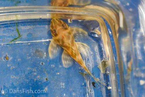 Albino L333 Belo Monte Pleco