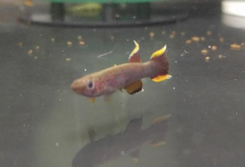Chocolate Lyretail Killifish