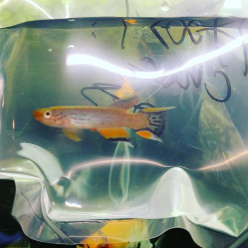Chocolate Lyretail Killifish