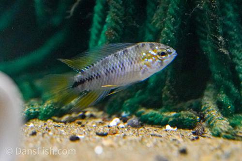 Opal Umbrella Cichlid