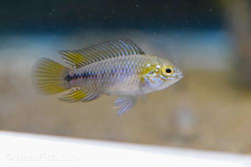 Opal Umbrella Cichlid