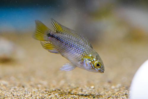 Opal Umbrella Cichlid