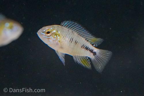 Opal Umbrella Cichlid