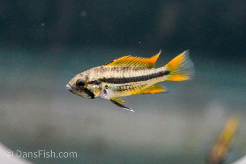 Apisto cacatuoides 'Orange Flash'