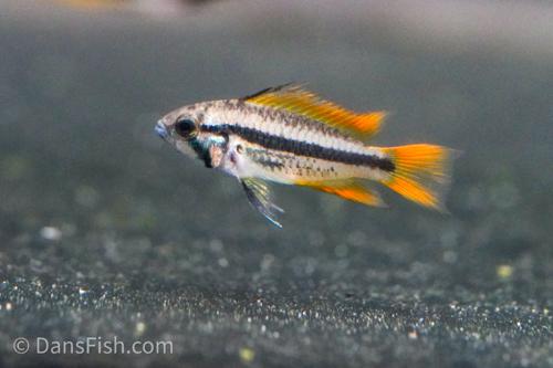 Apisto cacatuoides 'Orange Flash'