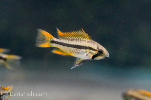 Apisto cacatuoides 'Orange Flash'