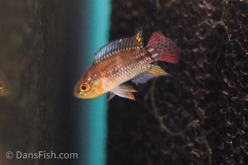 Apistogrammoides pucallpensis