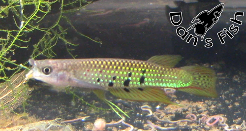 Ceylon Killifish