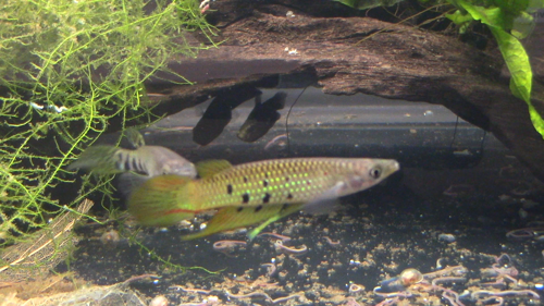 Ceylon Killifish