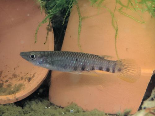 Ceylon Killifish