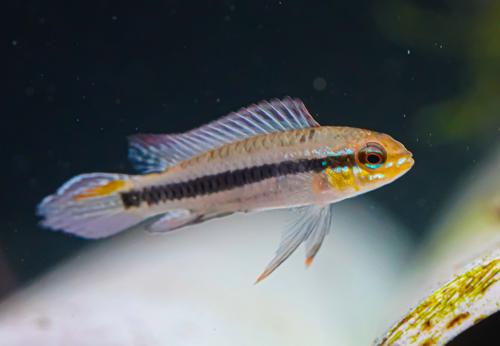 Black Stripe Dwarf Cichlid