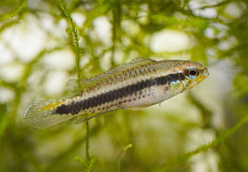 Black Stripe Dwarf Cichlid