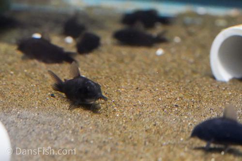 Black Corydoras