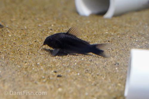 Black Corydoras