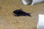 Black Corydoras