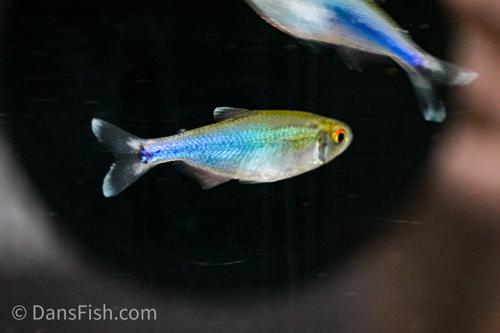 Blue Cochu Tetra