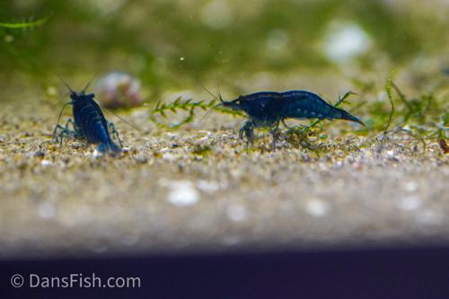 Blue Shrimp, (4 pack)
