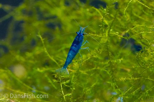 Blue Shrimp, (4 pack)