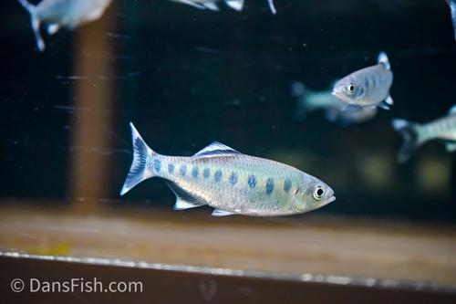Blue Spotted Hill Trout