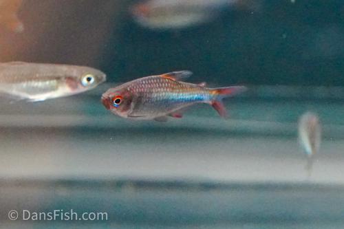 Blueberry Tetra