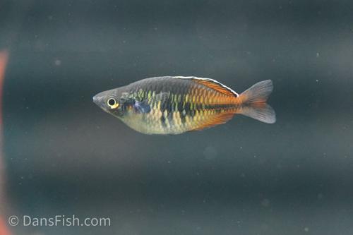 Boesemani Rainbowfish