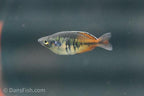 Boesemani Rainbowfish