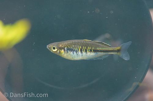 Boesemani Rainbowfish
