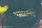 Boesemani Rainbowfish