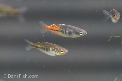 Boesemani Rainbowfish