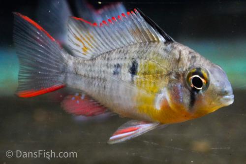 Bolivian Ram