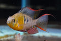 Bolivian Ram