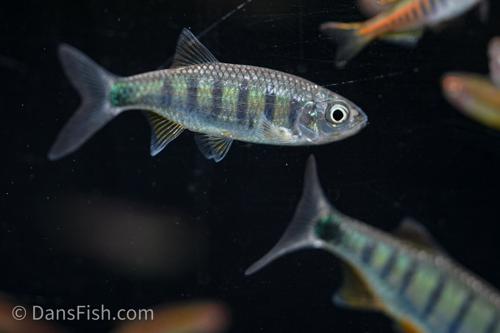 Butterfly Hill Trout