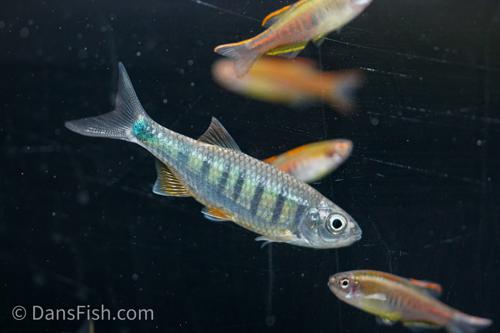 Butterfly Hill Trout