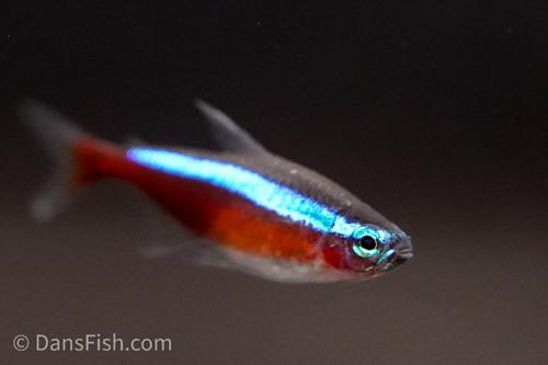 Cardinal Tetra