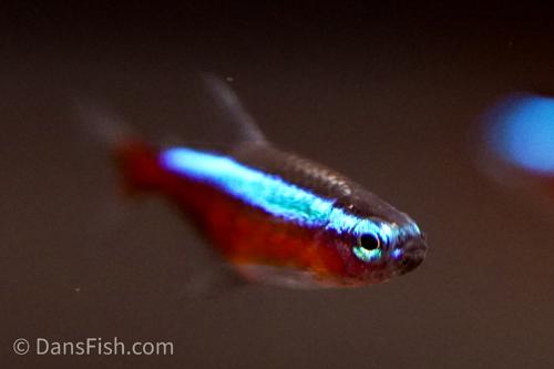 Cardinal Tetra