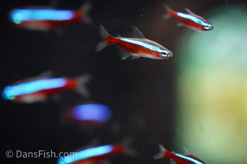Cardinal Tetra