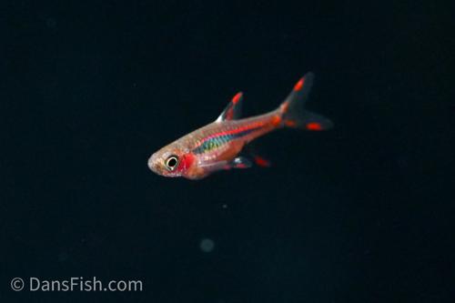 Chili Rasbora