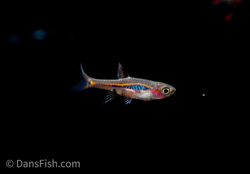 Chili Rasbora
