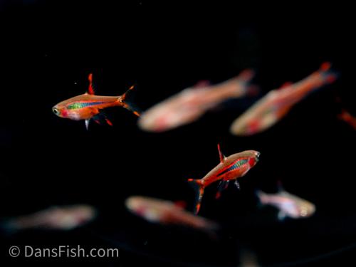 Chili Rasbora