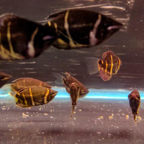 Chocolate Gourami