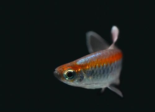Congo Tetra