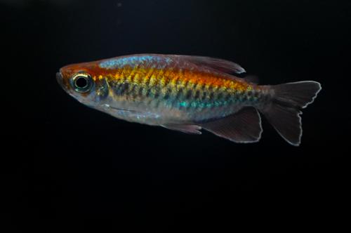 Congo Tetra