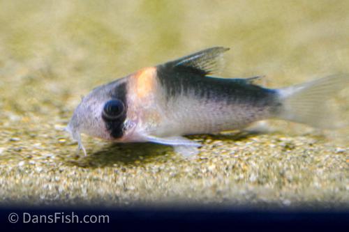 Corydoras duplicareus