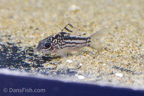 Elegant Cory