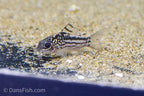 Elegant Cory