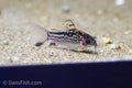 Elegant Cory