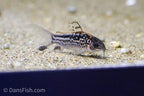 Elegant Cory